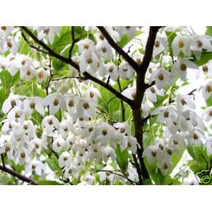  Japanese Snowbell, Styrax japonicus, Tree 3 Seeds Patio 