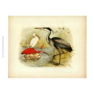  Jacob Studer   Heron & Ibis: Home & Kitchen