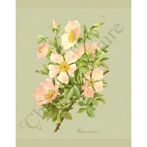    Botanical Pink Rose Print: Dog Rose   Rosa canina: Home & Kitchen