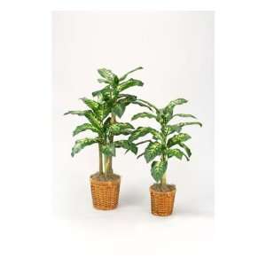  3 Dieffenbachia Plant: Home & Kitchen
