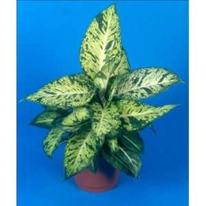  Dieffenbachia Sparkles