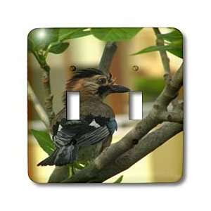 Taiche Photography Wild Birds   Eurasian Jay   Light Switch Covers 