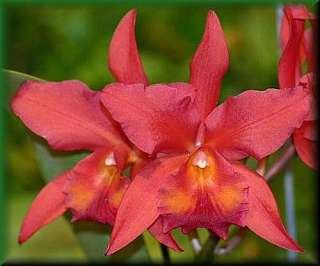 CATTLEYA ORCHID PLANT GLOWING EMBERS BLOOMING SIZE with a SHEATH 
