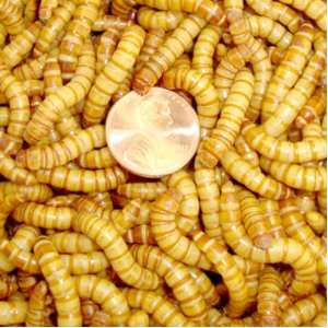  2000ct Live Giant Mealworms Pet Food, Best Bait: Pet 