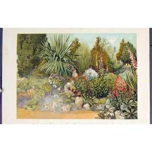   Rockery Royal Horticulture Garden Chiswick Old Print