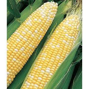  Corn, Sun & Stars Bicolor Hybrid 1 Pkt. (800 seeds): Patio 