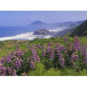  Lupine Flowers, Lupinus, on a Cliff Above a Rugged Rocky 