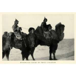  1926 Print Mongolia Camel Animal Beast Desert Saddle Asia 