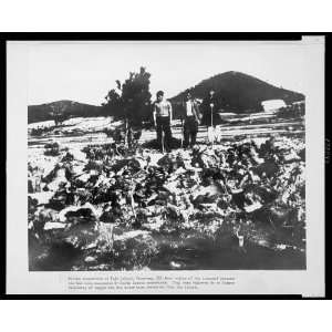  151 Dead bodies,Puja Island,communists,Ongjin,c1950