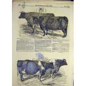   1849 Smithfield Cattle Show Devon Short Horn Ox Cow