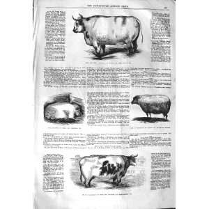   1842 EARL SPENCER SHORT HORNED OX COW WETHER SHEEP PIG