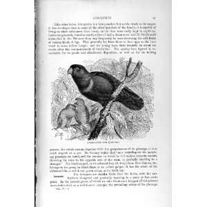   NATURAL HISTORY 1895 PURPLE CAPPED LORY BIRD LORIQUET