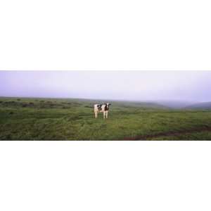 : Cow Standing in a Field, Point Reyes National Seashore, California 