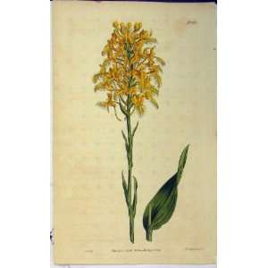   1814 Hand Coloured Flower Print Curits Sansom N.1668