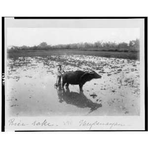  Rice rake, Meycanayan, Philippines, 1890s,field