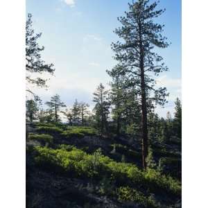  Trees Growing on Hill, Bryce Canyon National Park, Utah 