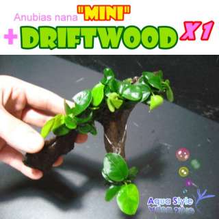 Anubias nana mini+Driftwood   Live aqua plant (DM001)  