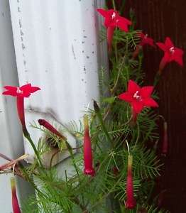 cypress vine, RED, HUMMINGBIRDS, 40 seeds! GroCo  
