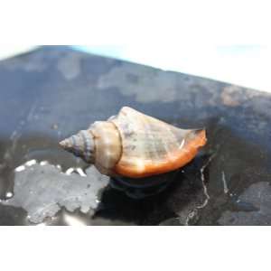  Seashell Magnet #7   Coastal Decor