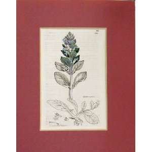  1798 Hand Coloured Flower Ajuga Reptans Plant Nature