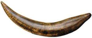 Prehistoric Fossil Saber Tooth Tiger Tooth 11 Replica  