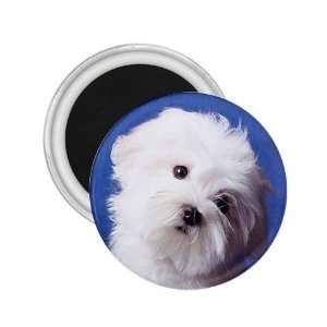 maltese Puppy Dog 3 2.25in Magnet R0723