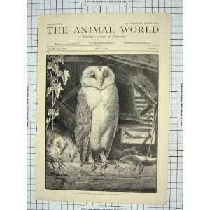   1890 ANIMAL WORLD OWL BIRD NATURE FARMERS PESTS MICE