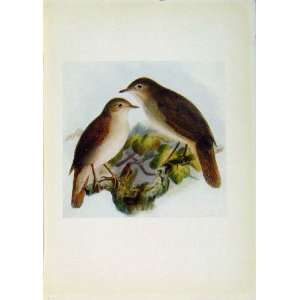  Birds Of Britain By Dresser Color Fine Art Nightingale 