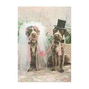  German Wirehaired Pointers Wedding Card Health & Personal 