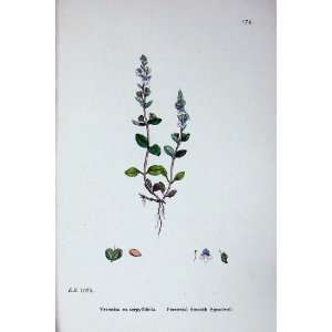  Perennial Smooth Speedwell Sowerby Plants C1902 Colour 