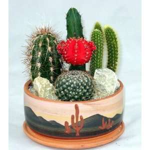    Bowl Cactus Garden  Great Gift Easy to grow Patio, Lawn & Garden