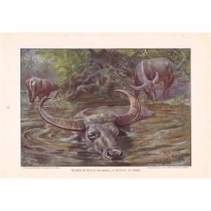 1925 Water Buffalo Bos Bubalus   Cattle of the World Edward Herbert 