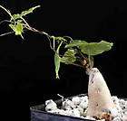 Exotic Seeds, Seeds for Bonsai items in Scampton Succulents Bio Fuel 