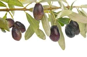Manzanilla Olive Tree Live Plant Cold Hardy Fruit 1 2  