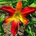 RED DAYLILY COLLECTION 6 DIFFERENT RED DAYLILIES, 2 FANS EACH. 12 FAN 