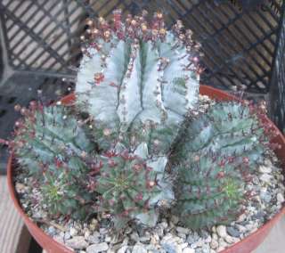 Euphorbia horrida Clumped Light Blue Stems Red Spines 55  