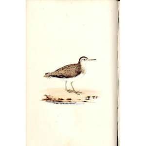  Common Sandpiper Meyer H/C Birds 1842 50
