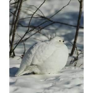  National Geographic, White Tailed Ptarmigan, 8 x 10 Poster 