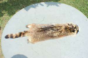 Raccoon pelt wonderful wild hide tanned fur/skin animal  