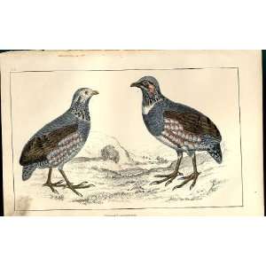  Partridge H/C 1855 Old Prints Natural History Birds