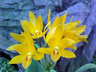 Cattleya aurantiaca v. aurea   Species Orchid  