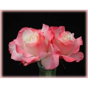  Delany Sisters (Rosa Grandiflora)   Bare Root Rose Patio 