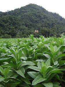1000 Bolivian Black Tobacco seeds   Nicotiana tabacum  