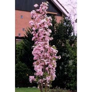 Japanische Säulenzierkirsche weiß rosa blühend, 1 Pflanze  