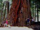 Größter Baum der Welt Bergmammut über 100 M. hoch