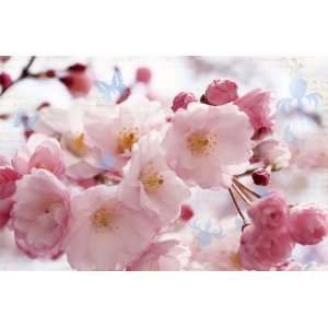 Fototapete Kirschblüten   Größe 175 x 115 cm   Frühling Sommer 
