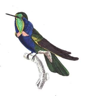  ORNITHOLOGY color antique plates hummingbirds BIRDS dentification 2