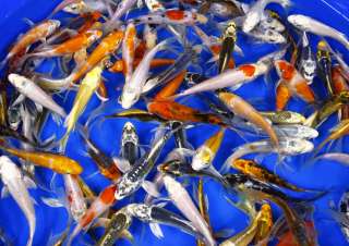   QUALITY ASSORTED Butterfly Fin Live Koi fish pond garden NDK  