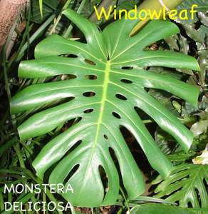 WINDOWLEAF Tropical Foliage LIVE BIG Mexican Breadfruit  
