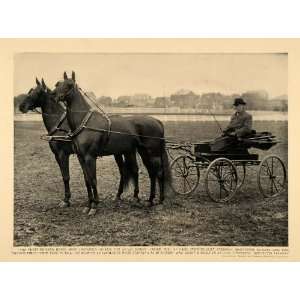  Print Antique Harness Racing Trotting Bred Horses Vintage Cart Wagon 